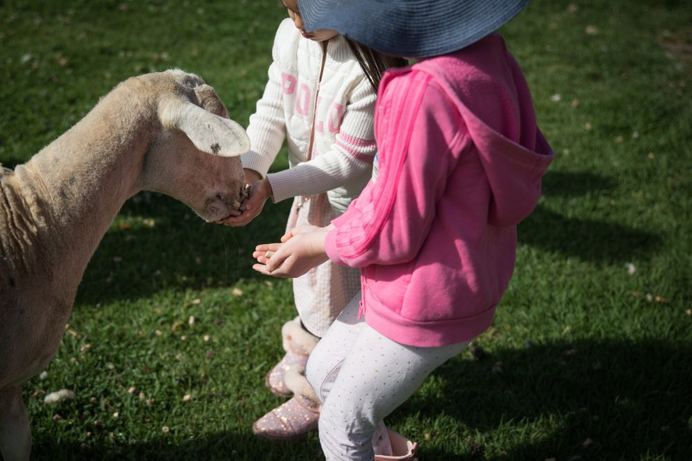 Ballinasloe Agricultural Show