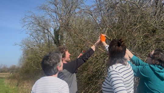 Four people stand outdoors trimming or marking branches on a large, leafless hedge in what appears to be an area of Clontuskert’s Heritage Orchard. They appear to be working together, possibly engaged in orchard mapping, with two individuals reaching up towards the branches. The sky is clear and blue.